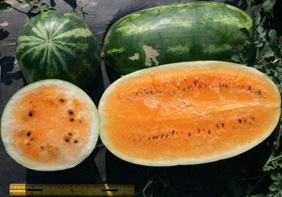 Sjeme Gold Watermelon Seeds- 20 Seed(20 per packet)