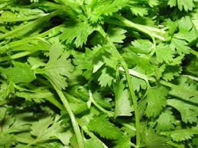 V Seed Coriander Seed(110 per packet)