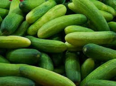 LYRS Cucumber Seed(60 per packet)
