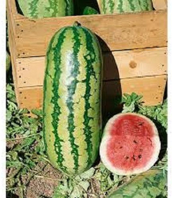 Sjeme Jubilee Watermelon Seeds- 20 Seed(20 per packet)