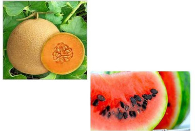 LYRS Non Hybrid Muskmelon & Watermelon Combo Seeds Seed(400 per packet)