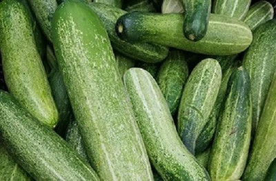 LYRS Cucumber Seed(60 per packet)