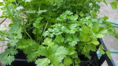 V Seed Coriander Seed(500 per packet)