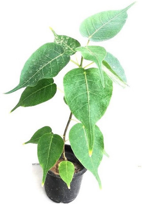 DAIVISH Shahtoot/Mulberry Plant(Pack of 1)