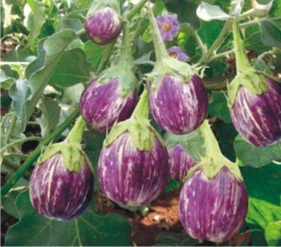 AloGardening Brinjal Big Seed(30 per packet)