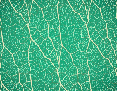 DWELLSINDIA Decorative Green Wallpaper(244 cm x 41 cm)