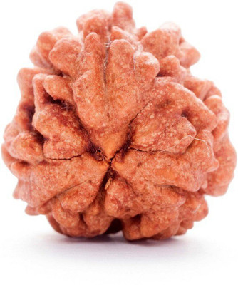 AKRAM Premium Three Mukhi Rudraksha / Original Indonesian 3 Mukhi Rudraksha / Natural 3 faced Rudraksha with detailed Puja and wearing instructions Wood