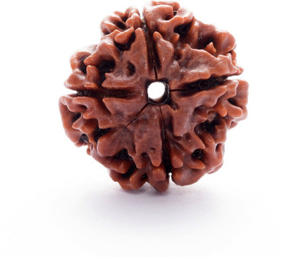 AKRAM Premium Four Mukhi Rudraksha / Original Nepali 4 Mukhi Rudraksha / Natural 4 faced Rudraksha with detailed Puja and wearing instructions Wood