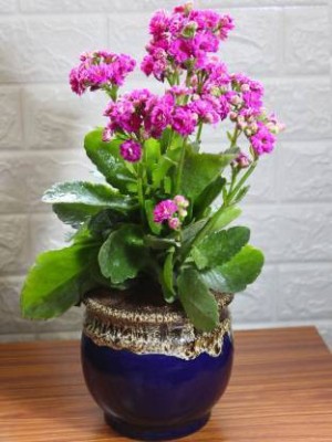 Bee Green Kalanchoe Plant(Hybrid, Pack of 1)