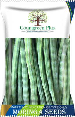 Countgreen Plus Premium Quality Drumstick/Moringa Oleifera (Sehjan Ki Fali) Vegetable Seeds Seed(20 per packet)