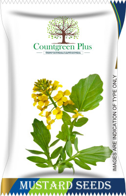 Countgreen Plus Mustard (Saag/Sarso Ka Saag) Vegetable Seeds Seed(200 per packet)