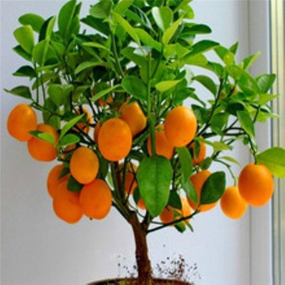 VS GLOBAL Orange Seed(15 per packet)
