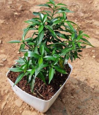 pankaj nursery Jasmine Plant(Hybrid, Pack of 1)