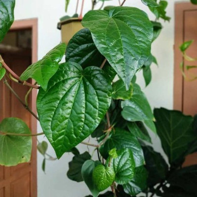 Aquinnah Graden Betel Leaf Plant(Hybrid, Pack of 1)