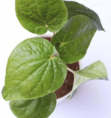 ukandagarden Betel Leaf Plant(Hybrid, Pack of 1)