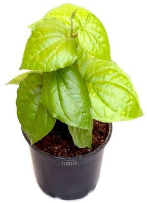 Risenshine Betel Leaf Plant(Hybrid, Pack of 1)