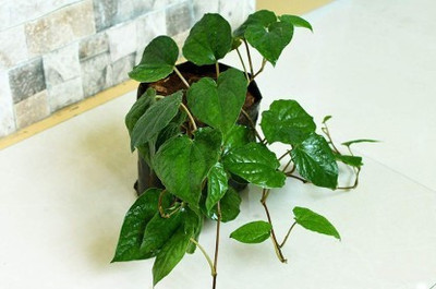 Starlink Betel Leaf Plant(Hybrid, Pack of 1)