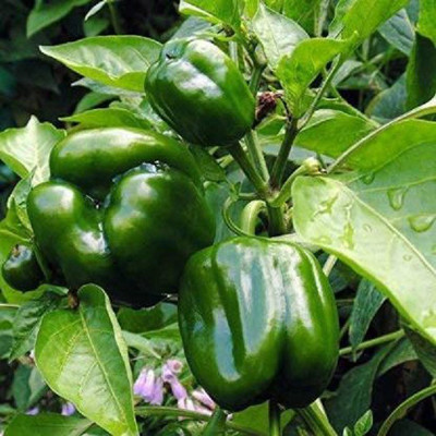 GREENS F1 Hybrid 3 Varieties Capsicum Seed(30 per packet)