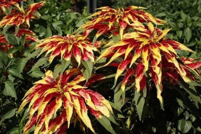 Airex AMARANTHUS FLOWER SEEDS PACK OF 400 SEEDS x 1 PACKET Seed(400 per packet)