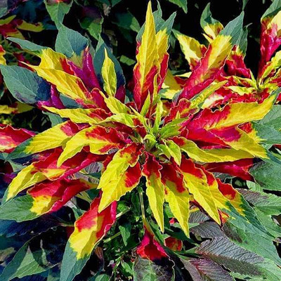 VibeX Amaranthus Seed(50 per packet)