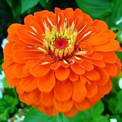 Antier ZINNIA ORANGE FLOWER SEED FOR EATABLE WITH ORGANIC (AVG 40-50 ++) SEED X 10 PACKET Seed(500 per packet)