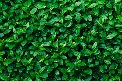DWELLSINDIA Vinyl Floral & Botanical Green Wallpaper(L x W: 244 cm x 41 cm)
