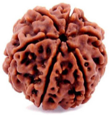 Epoojacart Certified Original Rudraksha 6 Mukhi Wood