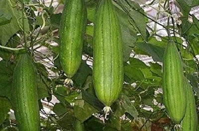 LYRS Sponge Gourd Seed(20 per packet)