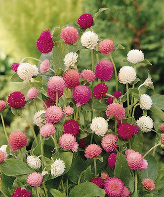 Arshiayat Gomphrena Choice Mix Flower Seeds Seed(10 per packet)