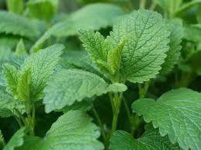 Antier LEMON BALM Seed(500 per packet)