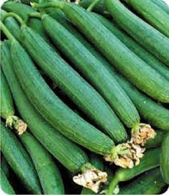 LYRS Sponge Gourd Seed(70 per packet)