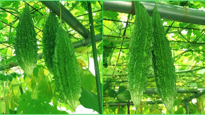 WILLVINE ATS-262 Bitter Gourd/Karela | F1 Hybrid Seed(50 per packet)