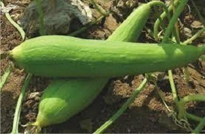 LYRS Hybrid Tori Seed(65 per packet)