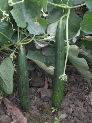 Corofitam Sponge Gourd Seed(200 per packet)