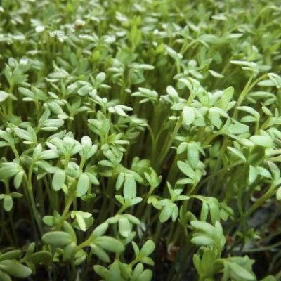 Antier CRESS COMMON Seed(350 per packet)