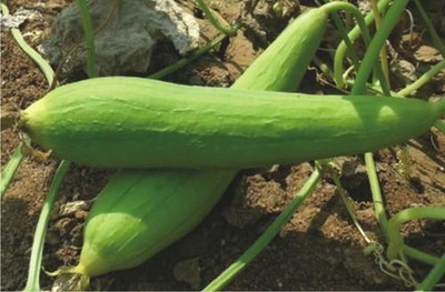 LYRS Desi Sponge Gourd / Tori Seeds- 70 Seed(70 per packet)