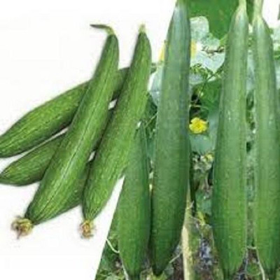 LYRS F1 Hybrid Tori Seed(55 per packet)