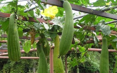 LYRS Pure Fresh Sponge Gourd Seeds- 350 Seed(350 per packet)