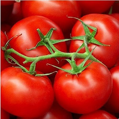 EVY Tomato Seed Seed(1 per packet)