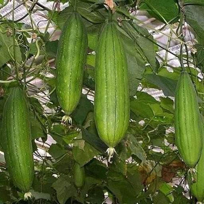 LYRS Sponge Gourd Seeds- 20 Seed(20 per packet)