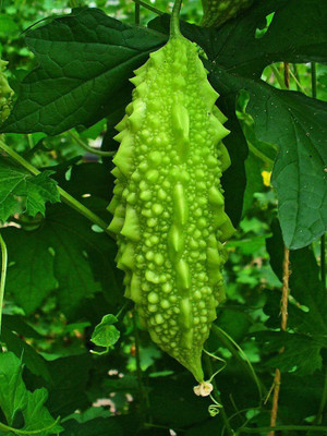 CYBEXIS GBPUT-61 - Hybrid Bitter Gourd Karela - (100 Seeds) Seed(100 per packet)
