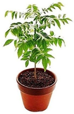 Entacloo Curry Leaf Plant(Hybrid, Pack of 1)