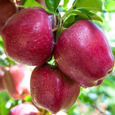 Aquinnah Graden Custard Apple Plant(Hybrid, Pack of 1)