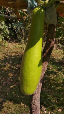 Platone Bottle gourd Seed(15 per packet)