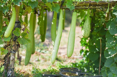 Corofitam Bottle gourd Seed(50 per packet)