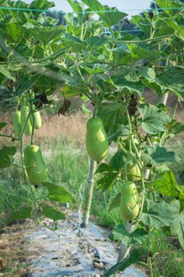 Corofitam Bottle gourd Seed(40 per packet)