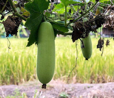 Corofitam Bottle gourd Seed(10 per packet)