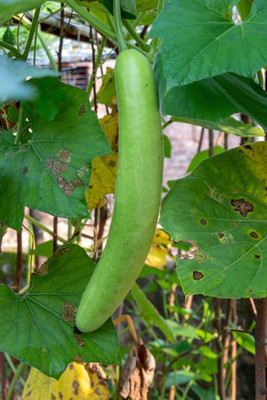 Corofitam Bottle gourd Seed(35 per packet)