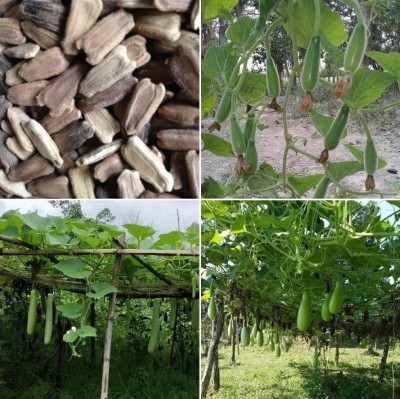 Corofitam Bottle gourd Seed(40 per packet)