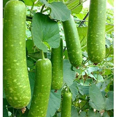 MondalNursery Bottle Gourd Seed(15 per packet)